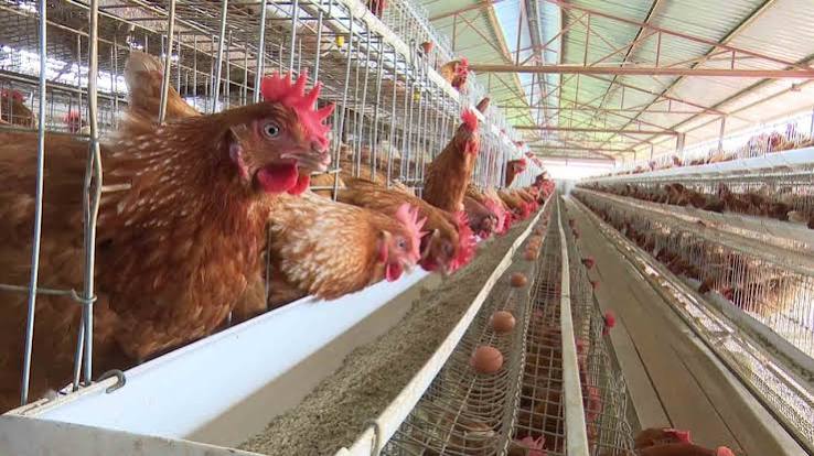 Profitable Layer Poultry, Start To First Egg